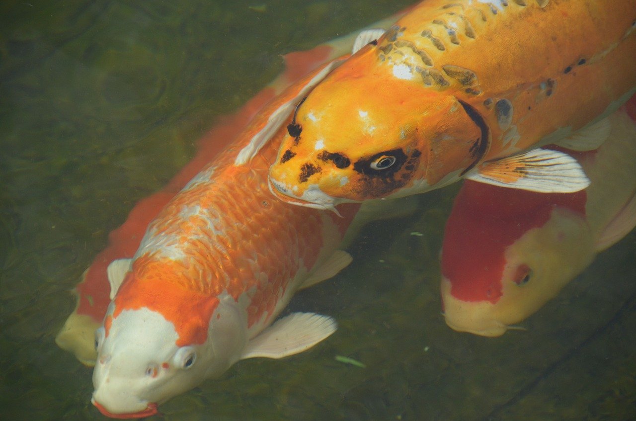 koi fish