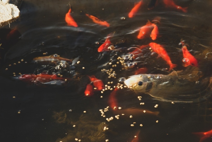 koi fish eating pellets