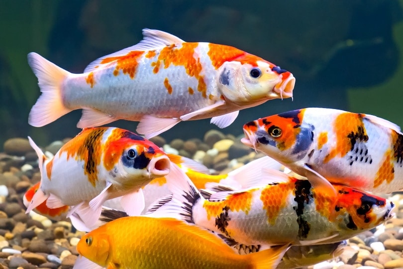 koi fish in aquarium