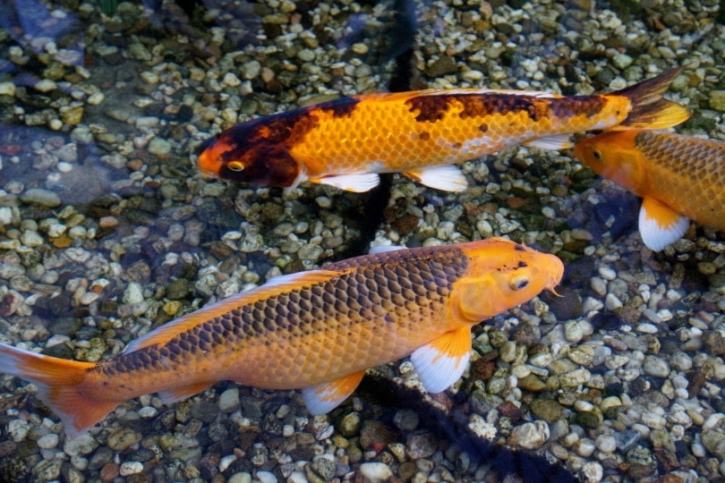 cá koi trong ao
