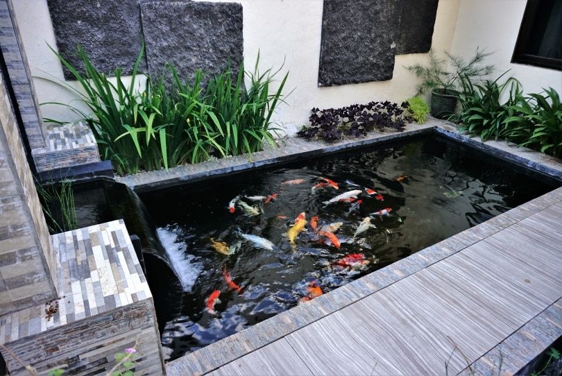 koi fish pond