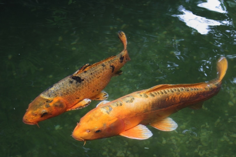 koi fish pond