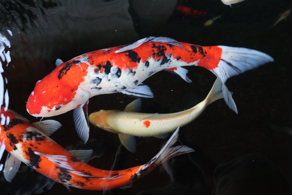 koi fish