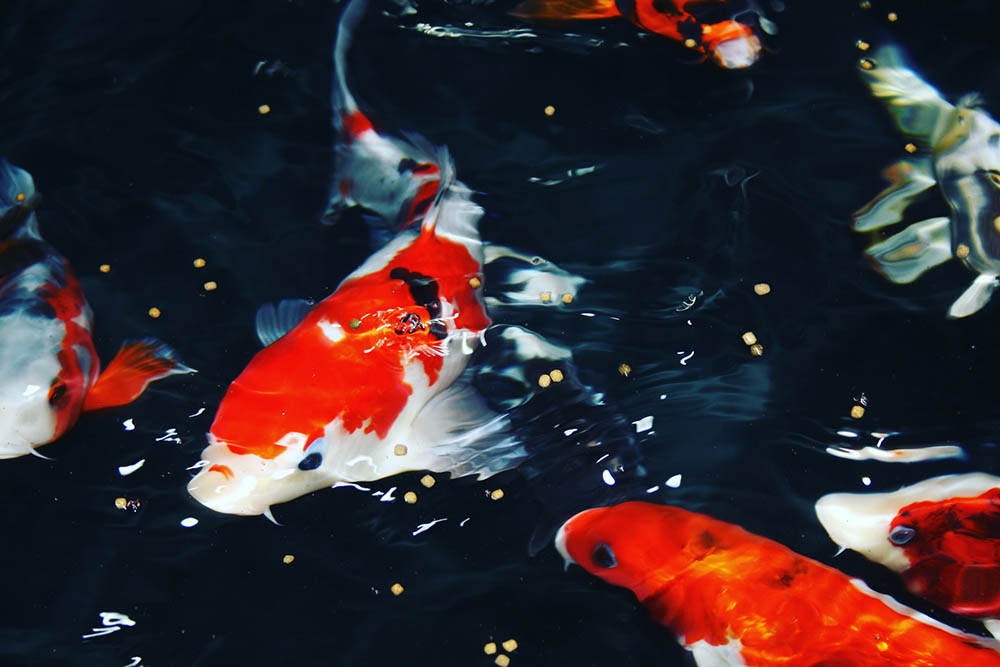 koi fish travel in groups of 4