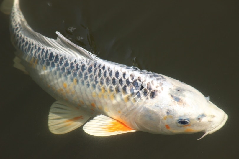 koi fish