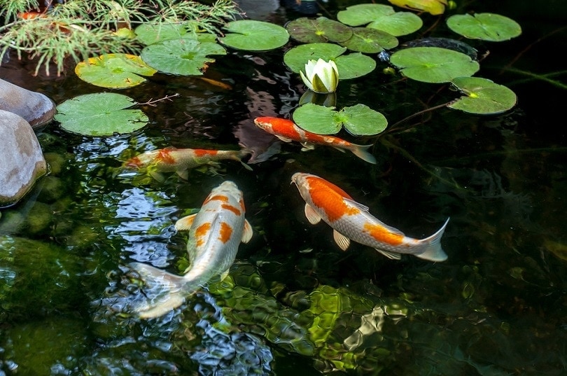 koi fish in pond
