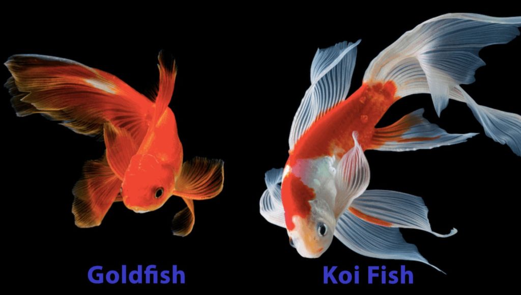 Goldfish & Koi Breeding Together Truth or Tale? Hepper