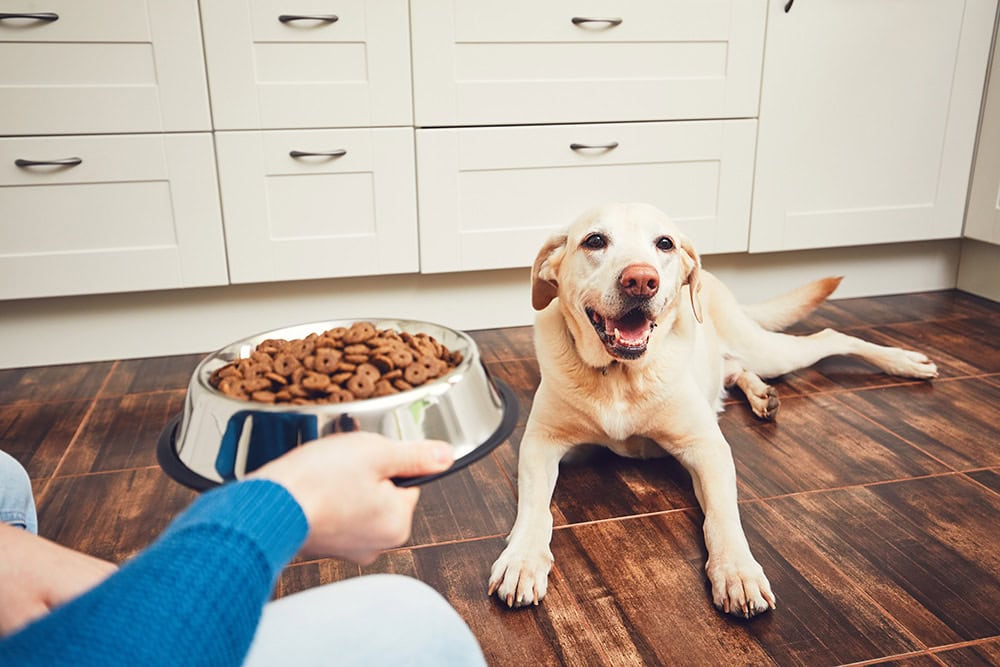 labrador dog waiting for owner to give food