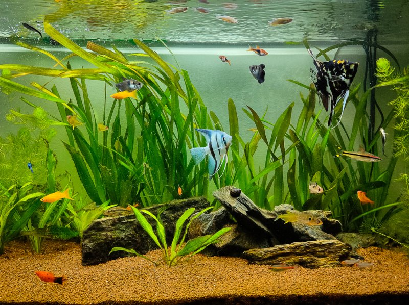 large planted tank with sand amazon sword plant angelfish cichlids