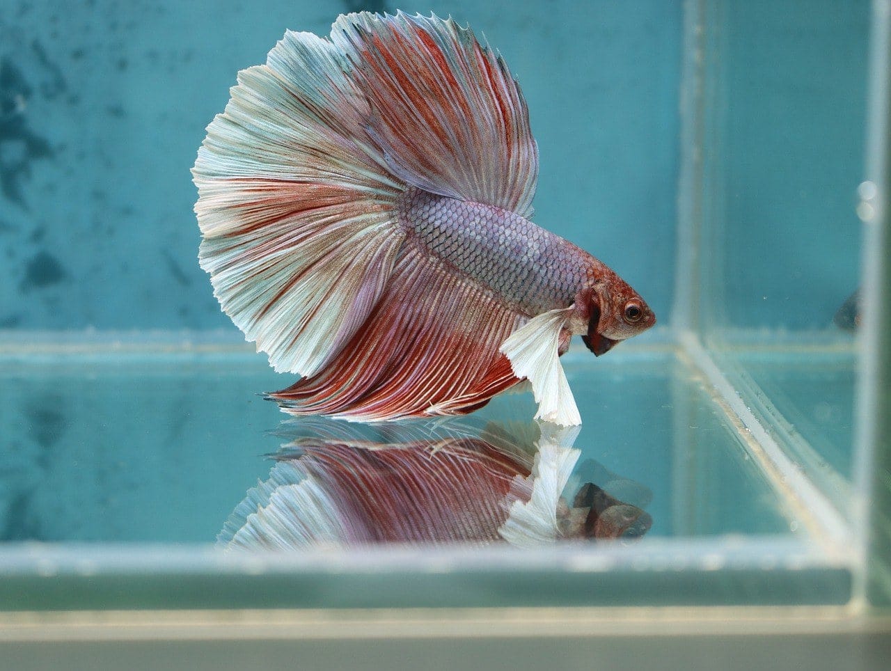 My betta best sale fish is bloated