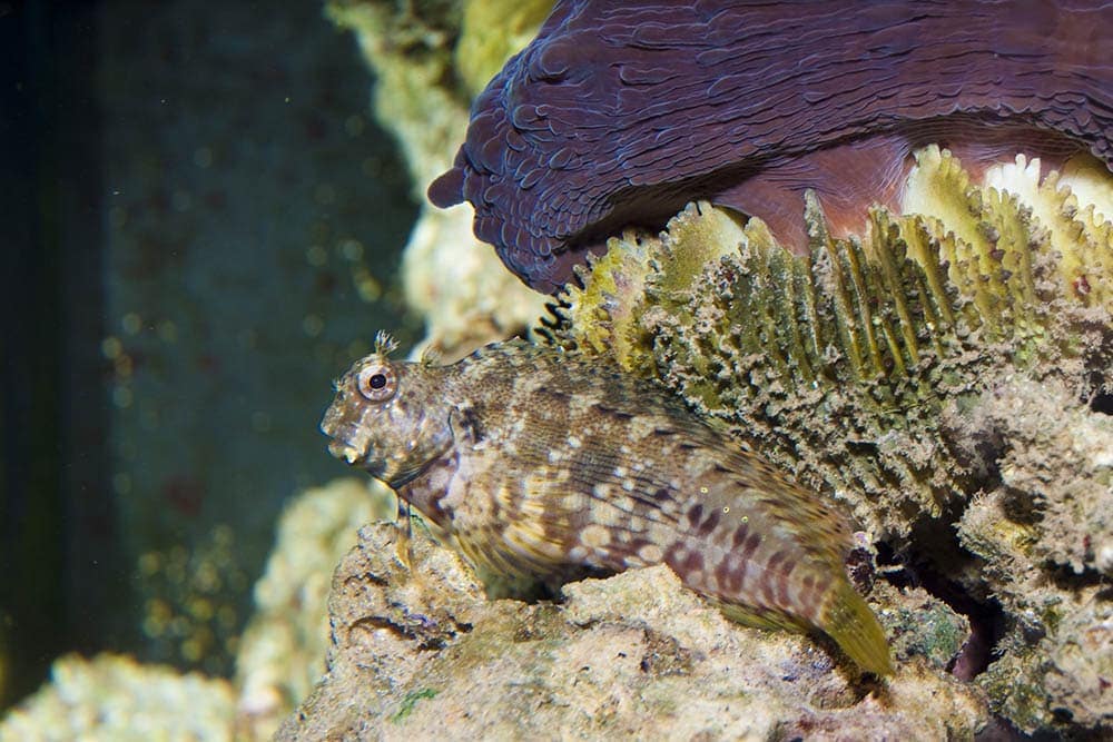 Lawnmower Blenny inside the aquarium