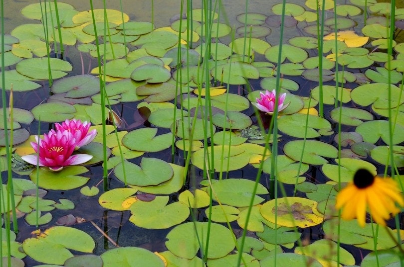 những bông hoa loa kèn trên ao