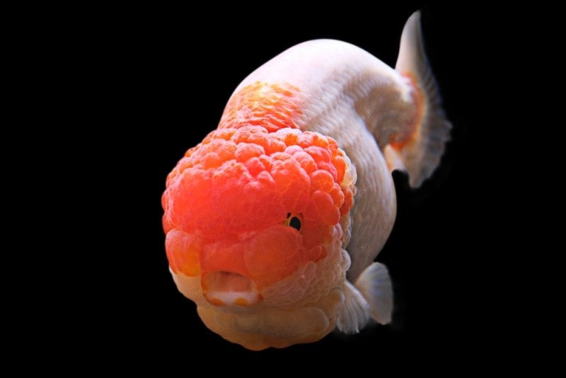 cá vàng lionchu ranchu và cây thánh giá đầu sư tử