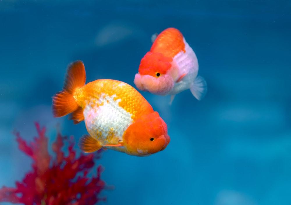 lionhead goldfish swimming