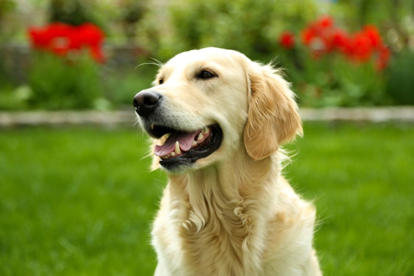 long haired labrador