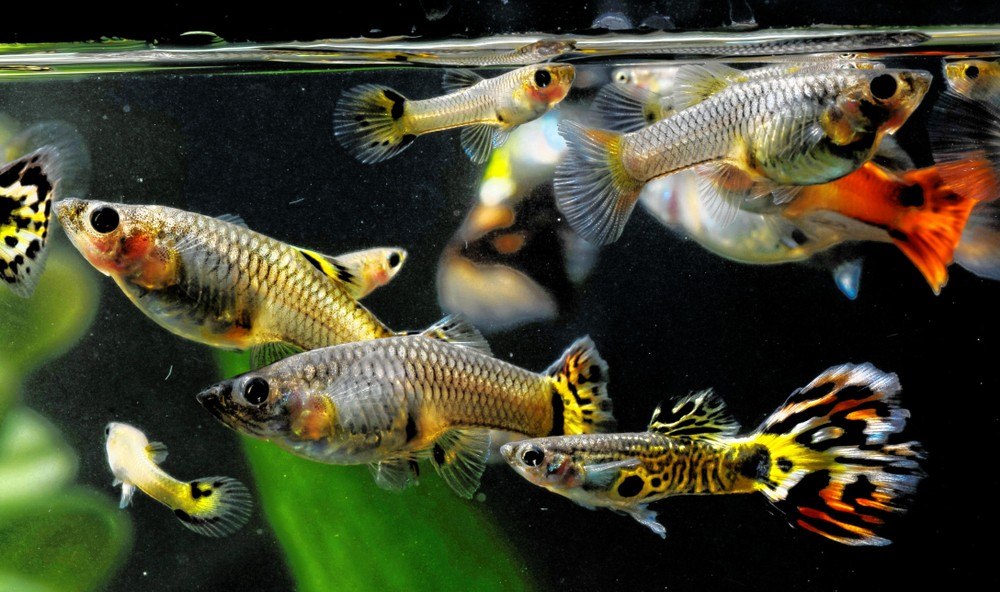 lots of guppies swimming