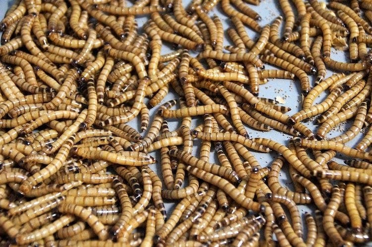 lots of mealworms