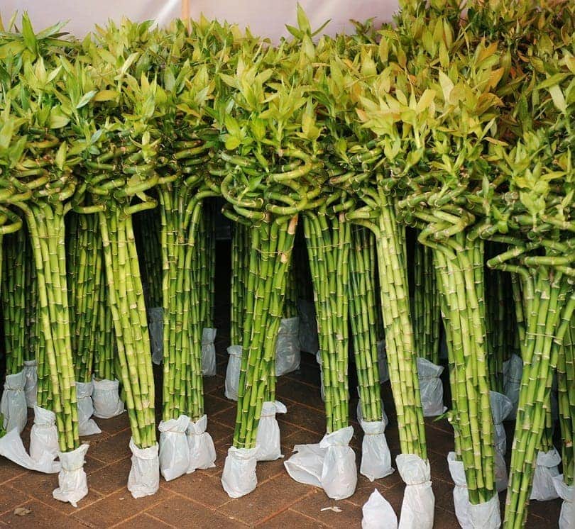 lucky bamboo
