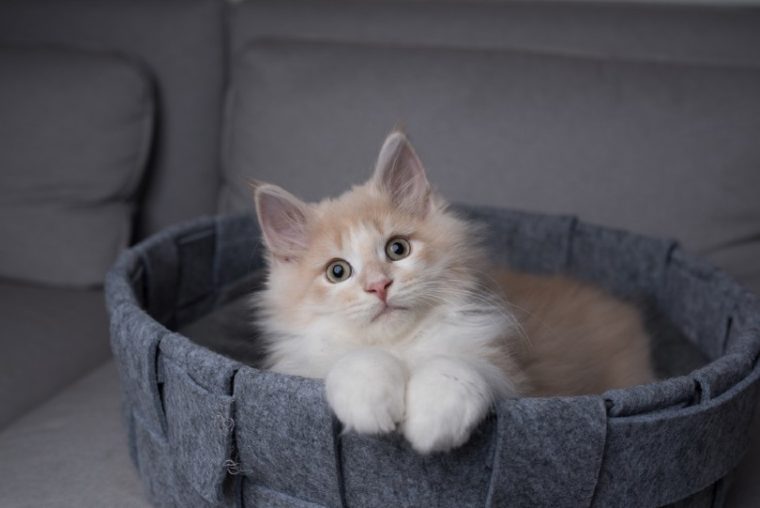 10 Best Cat Beds for Maine Coons 2024 Reviews & Top Picks (Vet