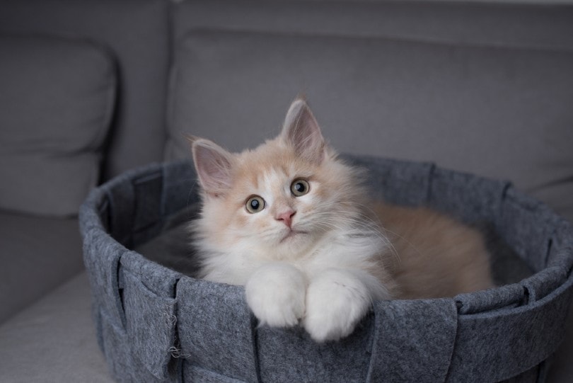 maine coon lying in a cat bed