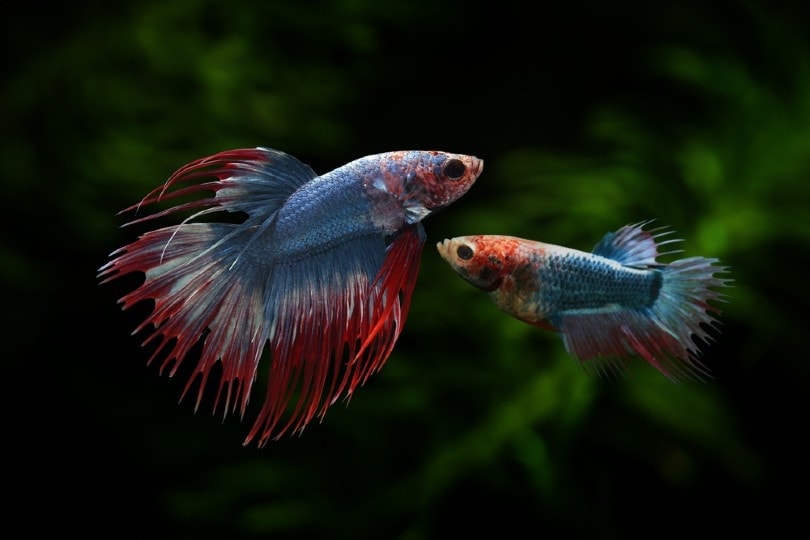 male and female betta fish