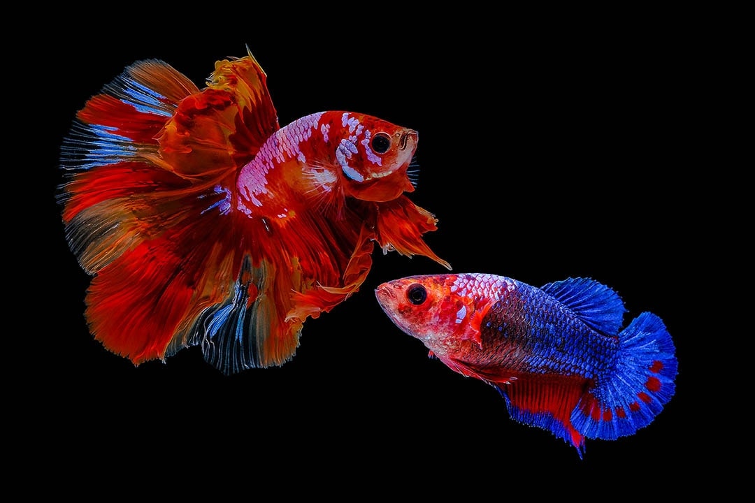 male and female thai betta fish