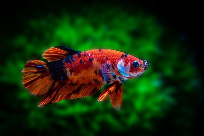 male galaxy koi betta nemo