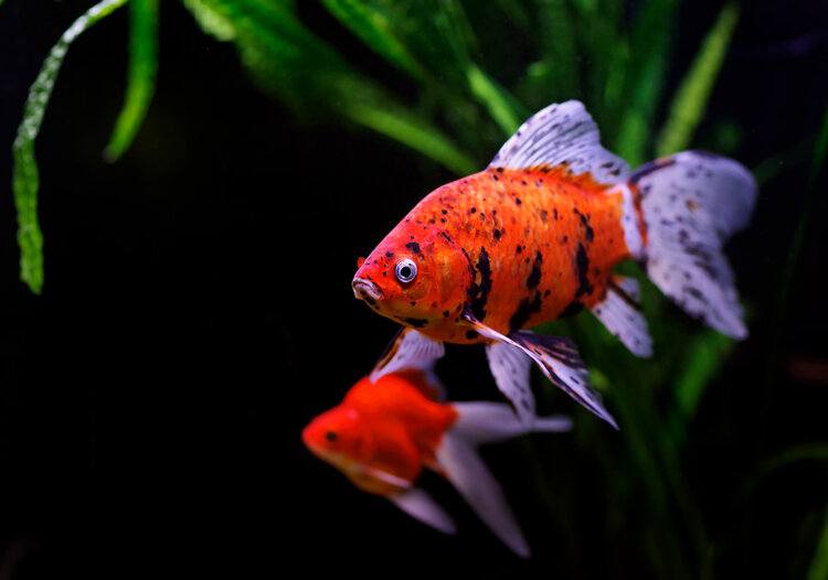 male goldfish black background
