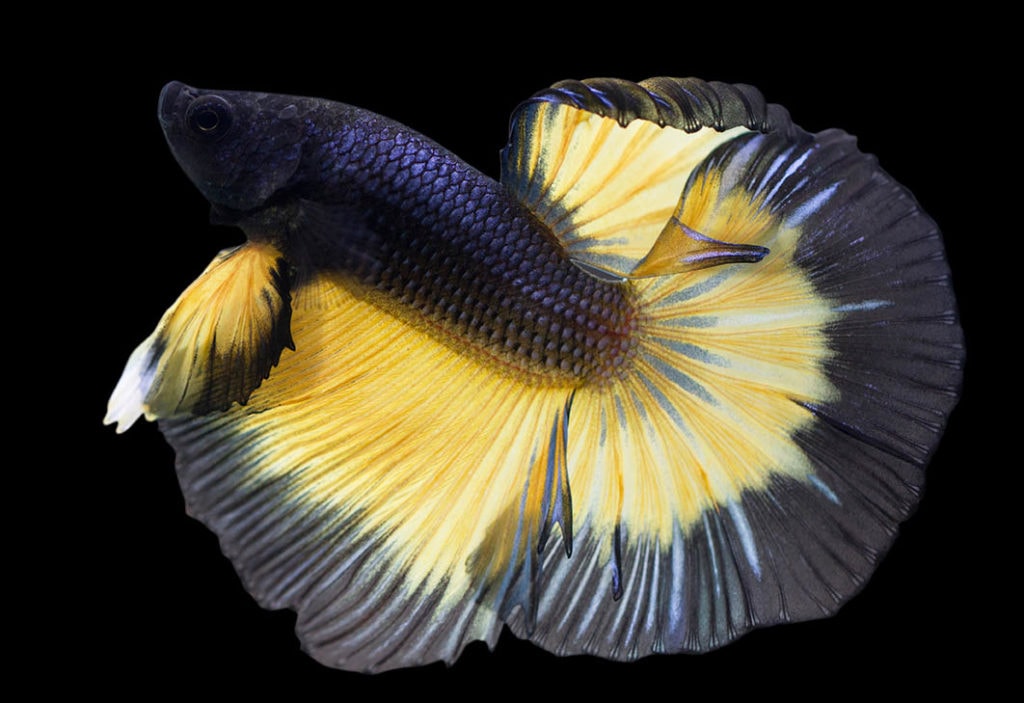 Betta fish sales natural diet