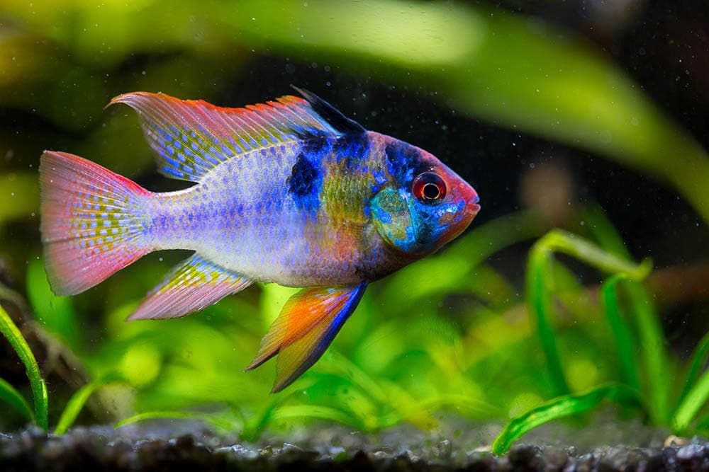 element enkelt matematiker German Blue Ram Cichlid: Care Guide, Pictures, Behaviour, Lifespan & More |  Hepper