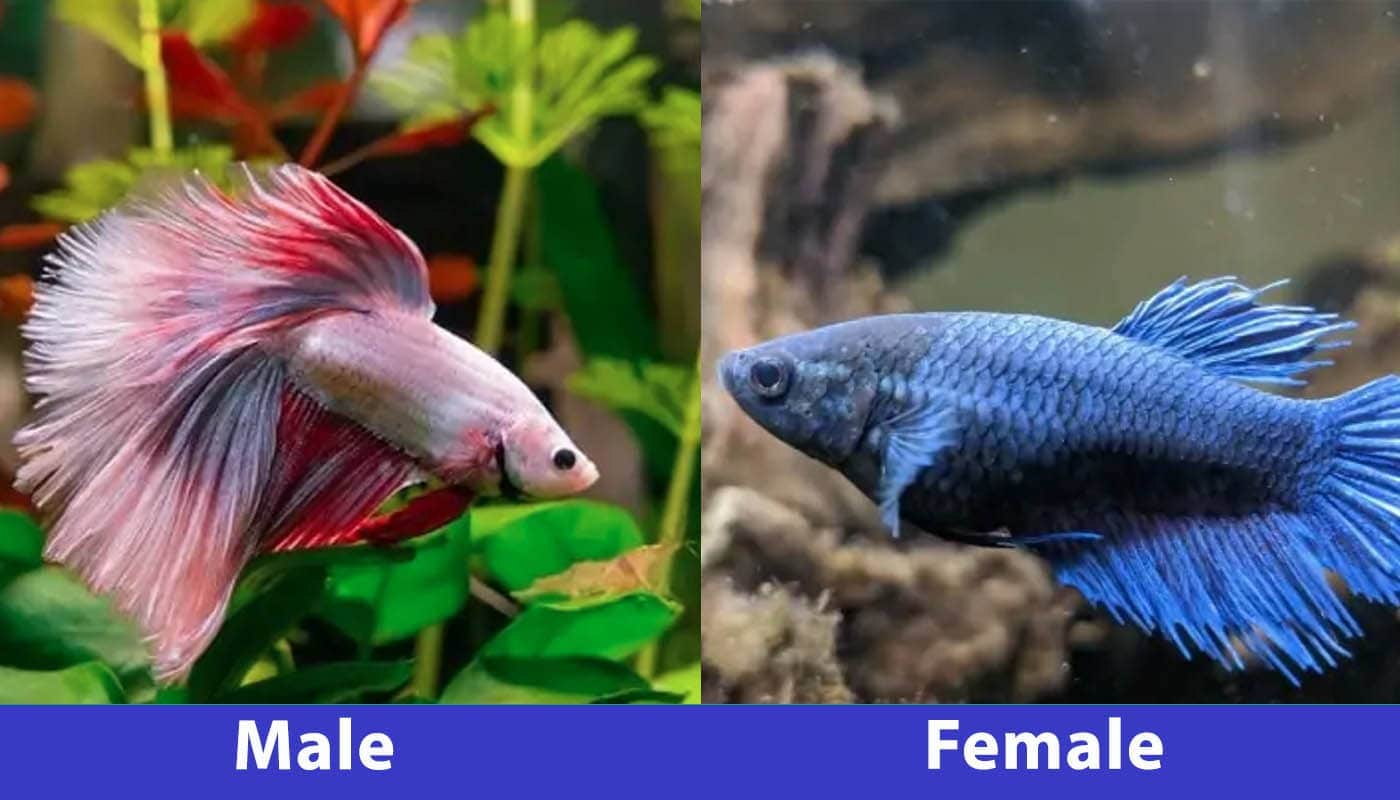 Male Vs Female Betta What Are The Differences A Z Animals 40 OFF