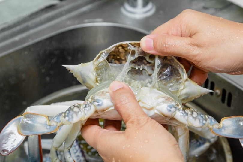 Does Crabs Feel Pain _ Who, What, Why: Do crabs feel pain? – YVCGPD