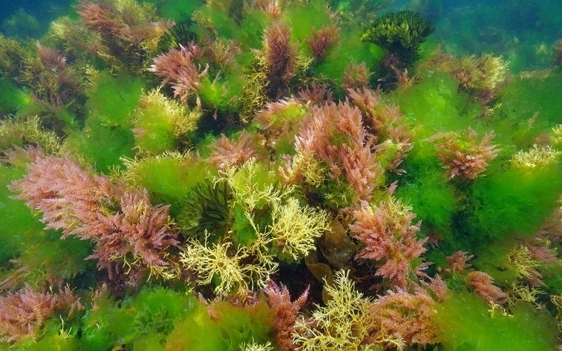 marine-algae-underwater_Damsea_shutterstock