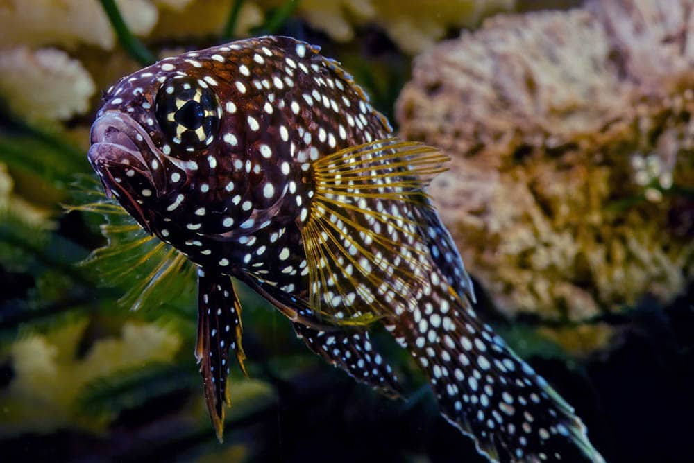 marine betta close up