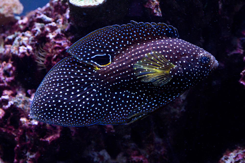 marine betta in aquarium