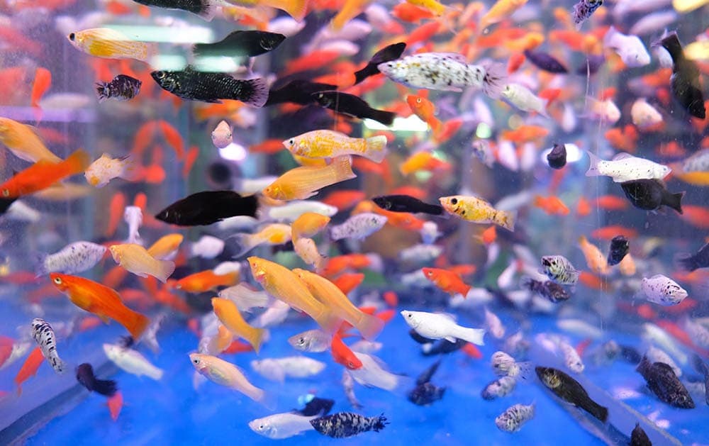mix colors of platy fishes in a tank