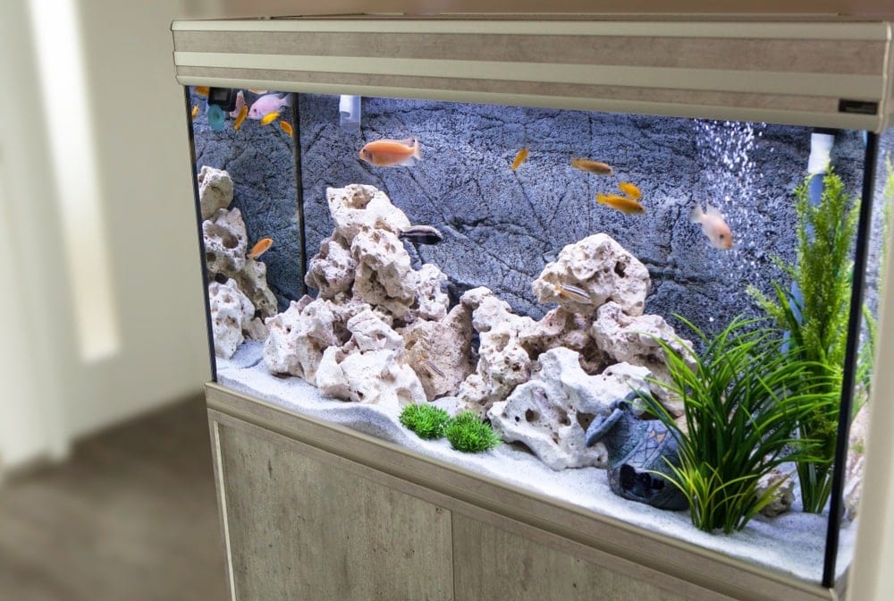 MODERN FISH TANK