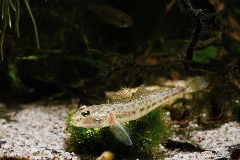 monkey-goby_Aleron-Val_shutterstock