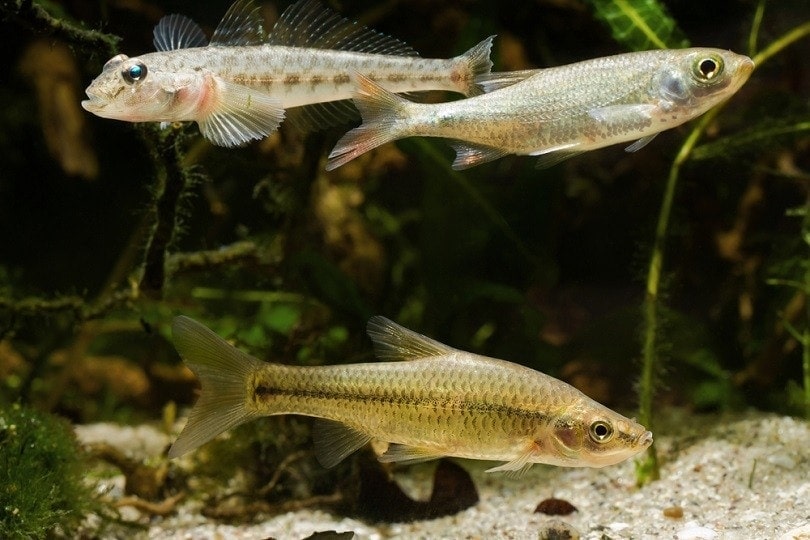 9 Freshwater Goby Species for Your Aquarium With Pictures Hepper