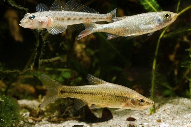 monkey-goby_Aleron-Val_shutterstock