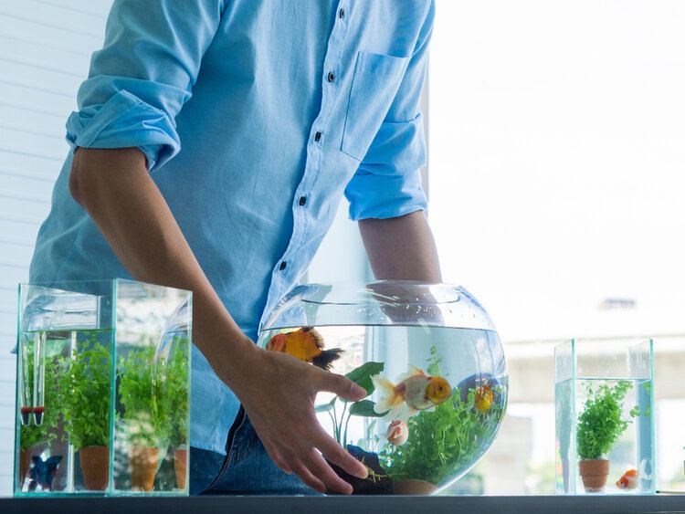 Are Small Fish Tanks Cruel? Vet-Approved Guide to Ethical Fishkeeping