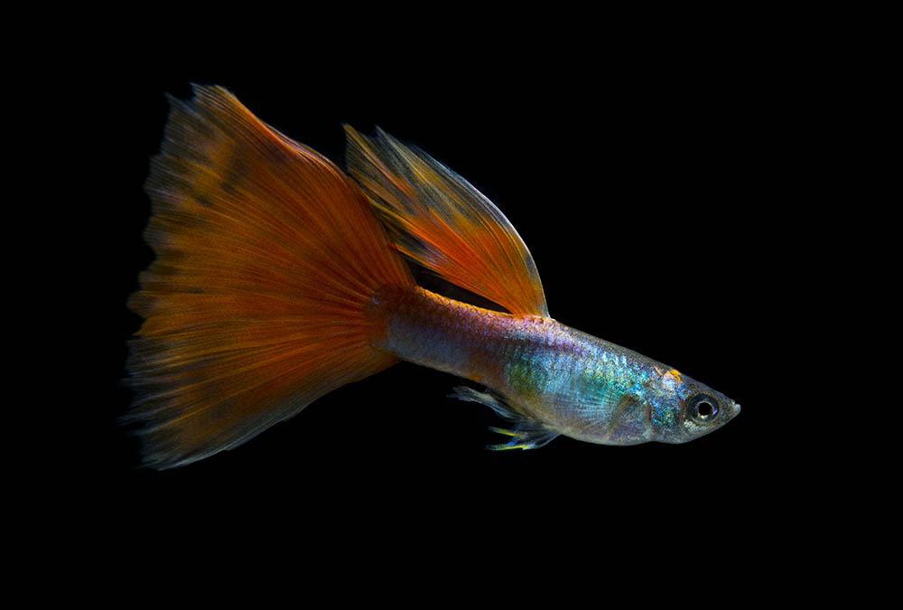 Multicolor guppy