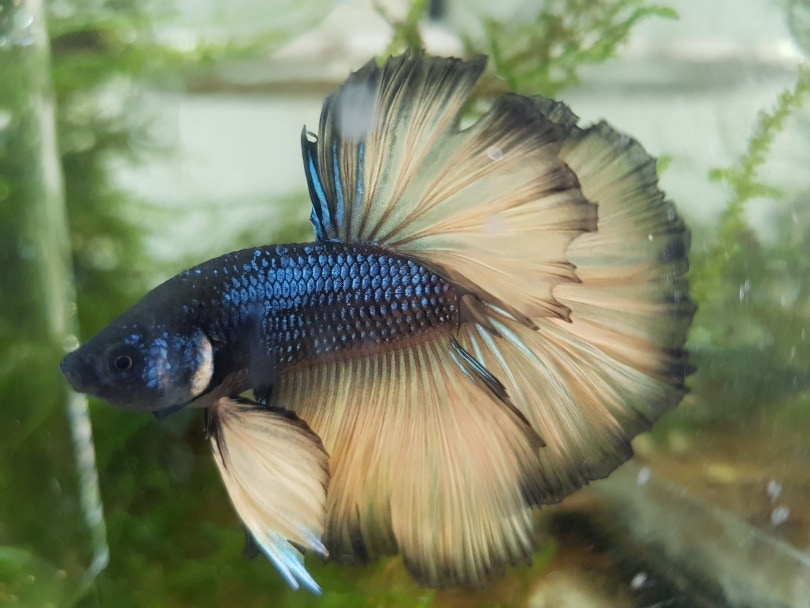 mustard gas betta in aquarium