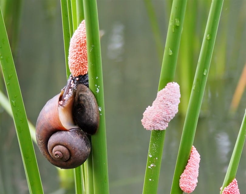 mystery snail eggs