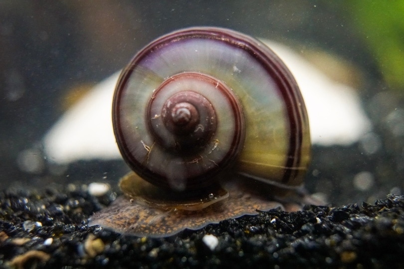 This is Fiona's 4th egg clutch this week 🐌🥚Channeled Apple snail egg, snails