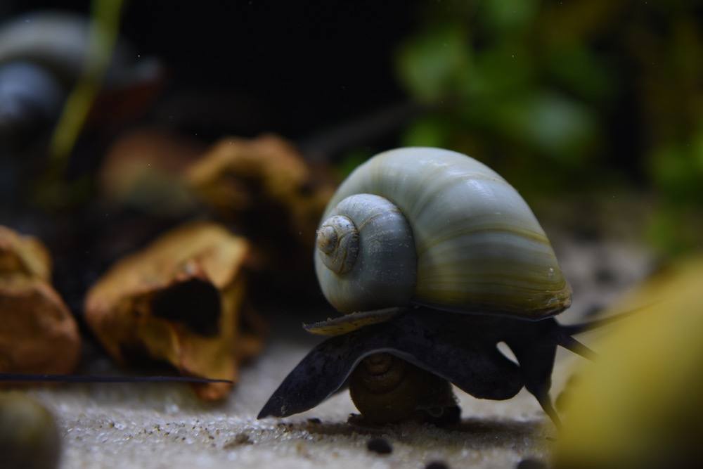 mystery snail