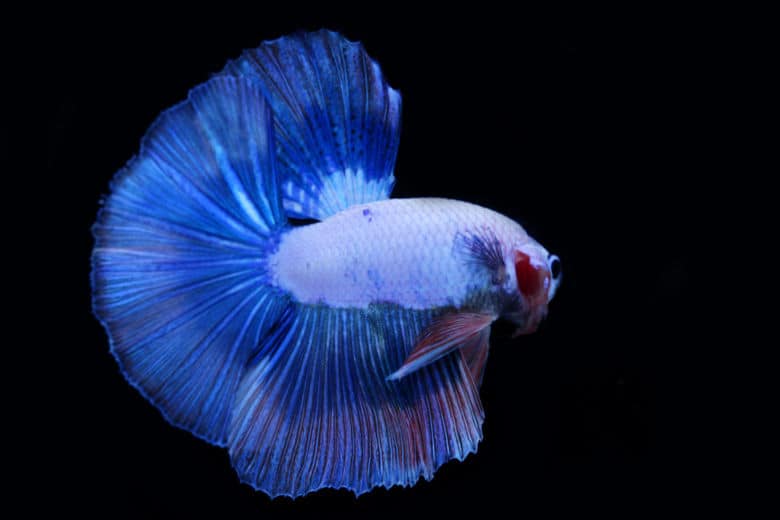 Blue betta fish isolated on black background