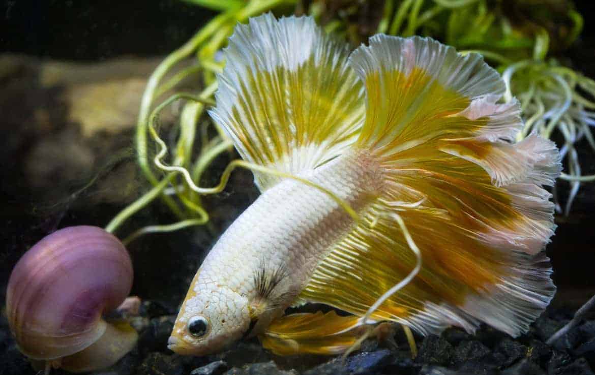 Close up of gold half moon betta fish