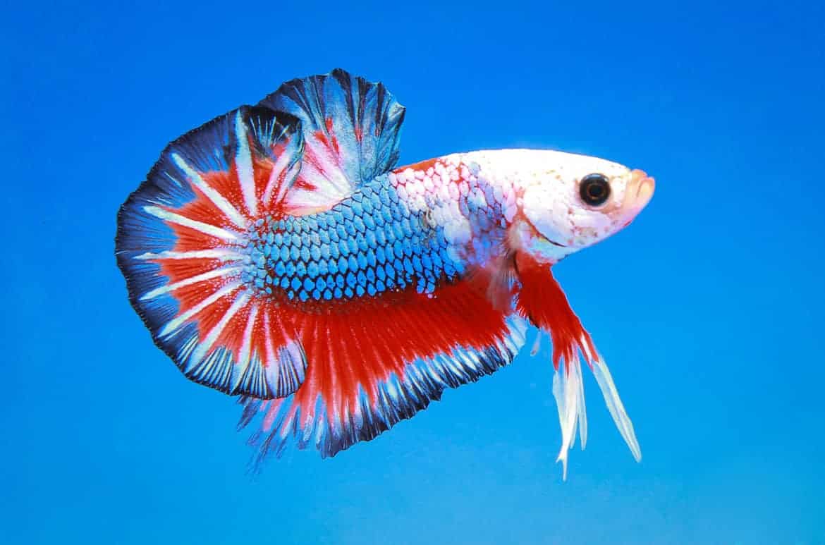 A multi-colored betta fish isolated on blue background