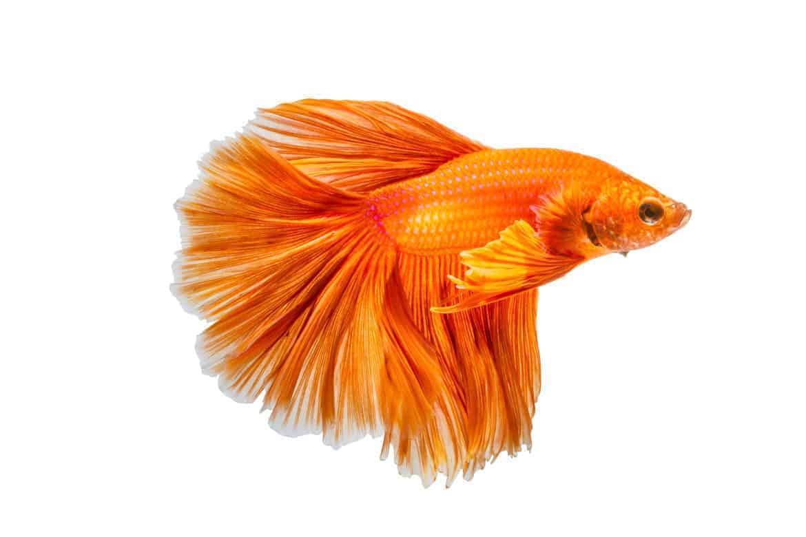Close up of orange siamese fighting fish isolated on white